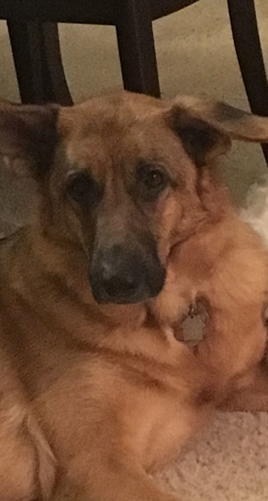 Pic of the Litter: Sierra